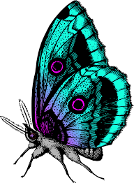 motyle